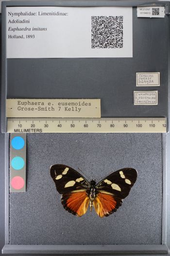 Media type: image;   Entomology 194813